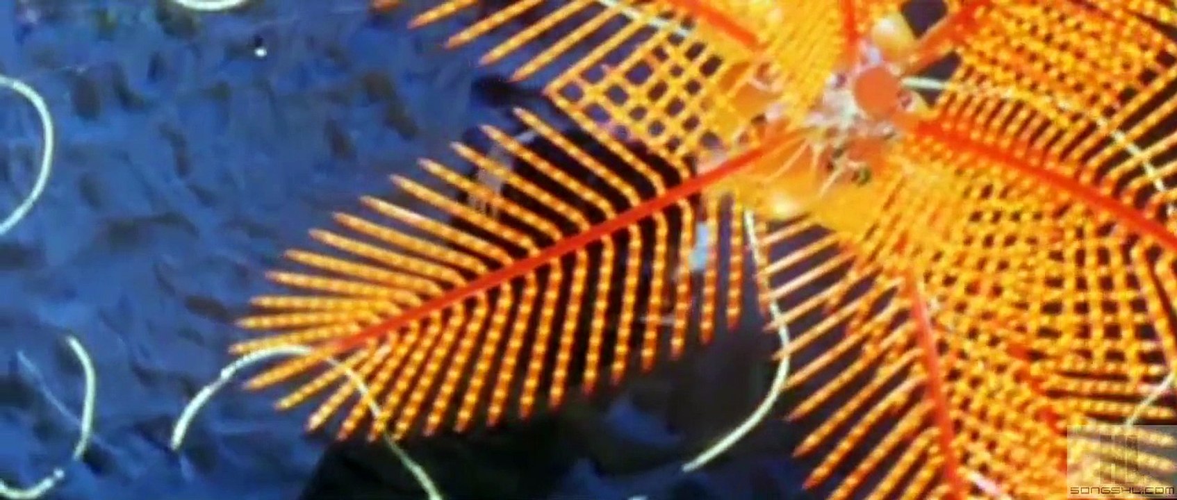 Tera Husn Ik Nasha Hai