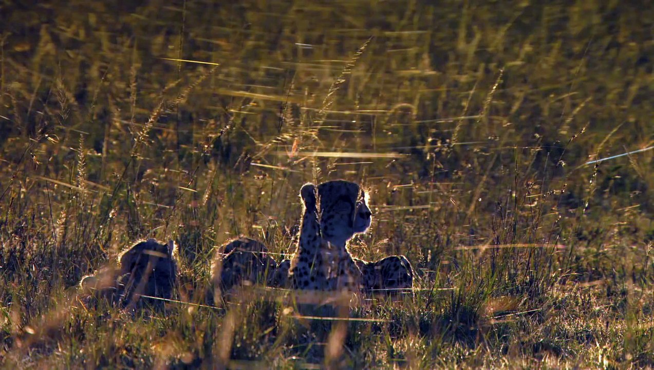 African Cats_ African Morning - Clip