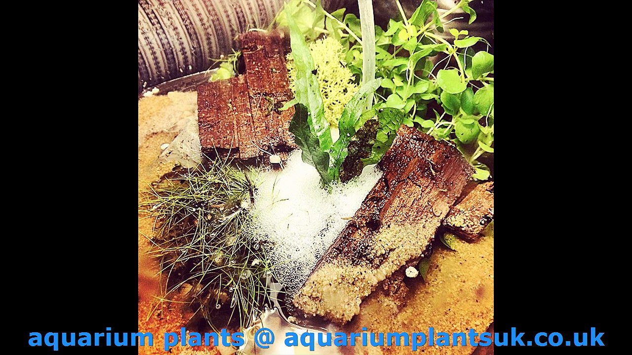 aquarium plants Freshwater Planted Aquarium - The best ways to Prosper in the Recreation of Plants