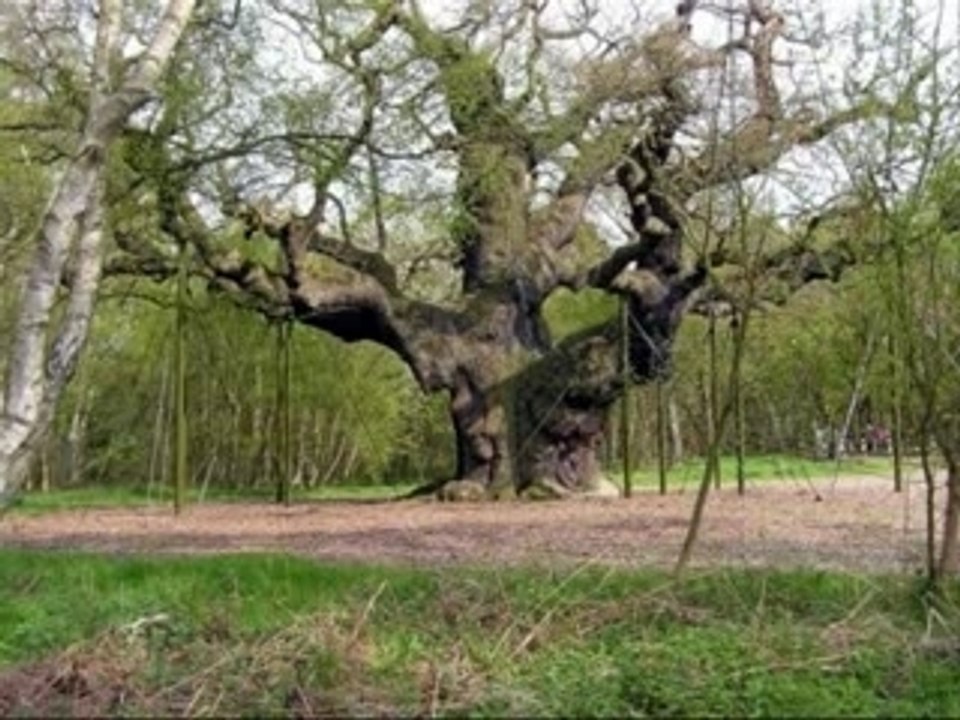 Free iPod shuffle from Shoppingoak.com