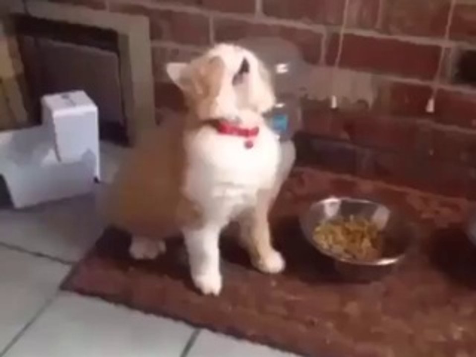 Cat dancing on Music