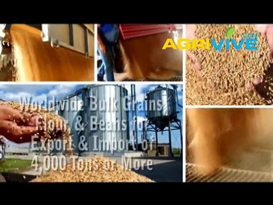 Large Scale Feed Wheat Sales, Feed Wheat Export, Feed Wheat Milling, Feed Wheat, Feed Wheat Mill, Feed Wheat Mill, Feed Wheat, Feed Wheat Grade 1, Feed Wheat Grade 2, Feed Wheat Grade 3
