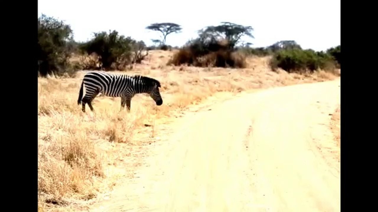 ZEBRA BLACK AND WHITE STRIPES EXPLAINED