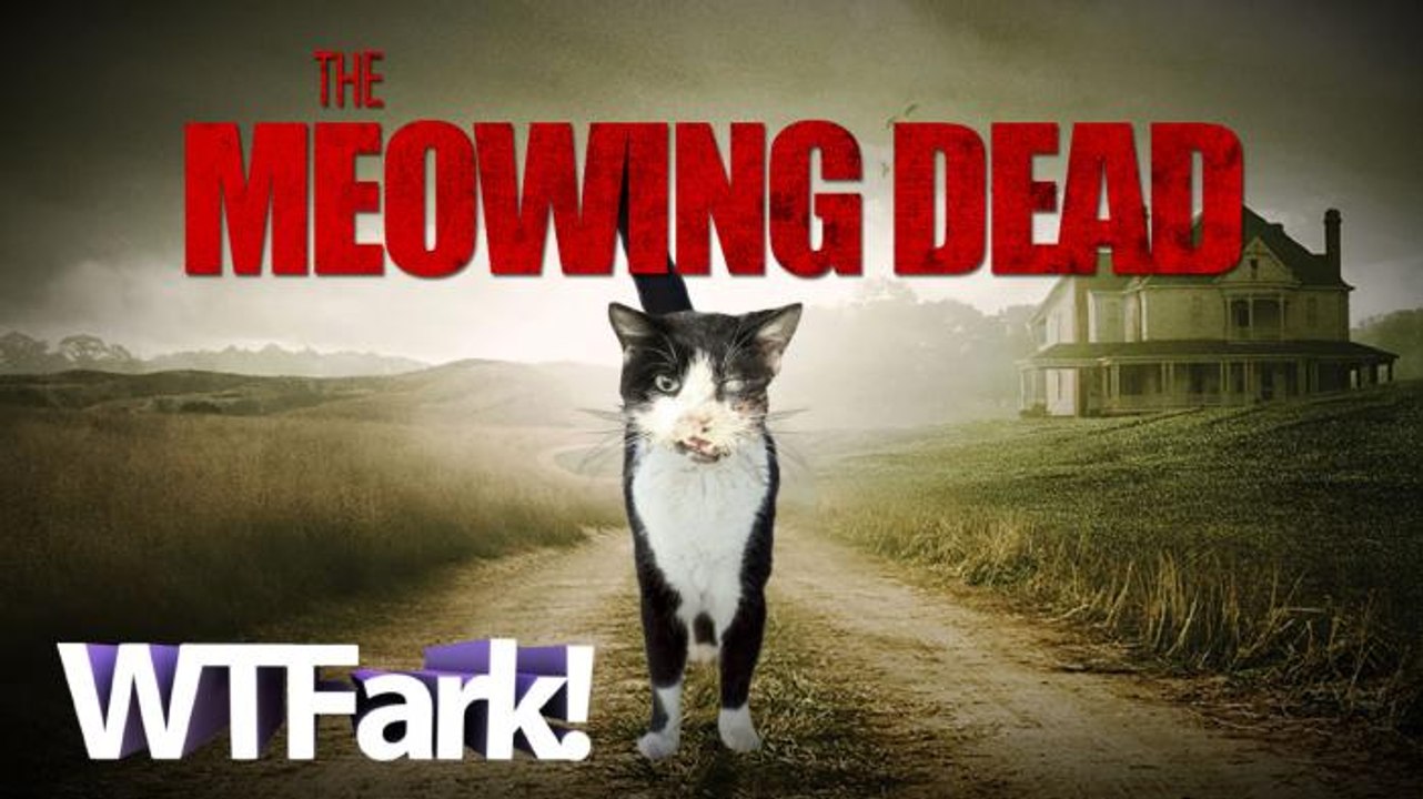 THE MEOWING DEAD: Florida Cat Hit By Car, Buried In Backyard, Rises From Dead 5 Days Later