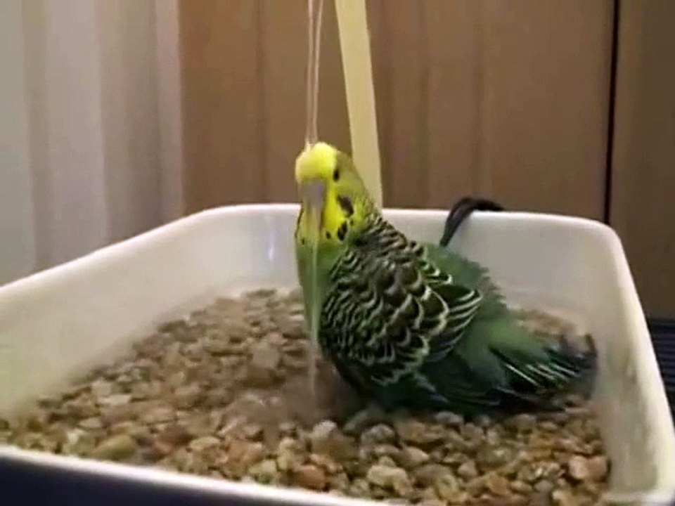 Amazing and amazing!