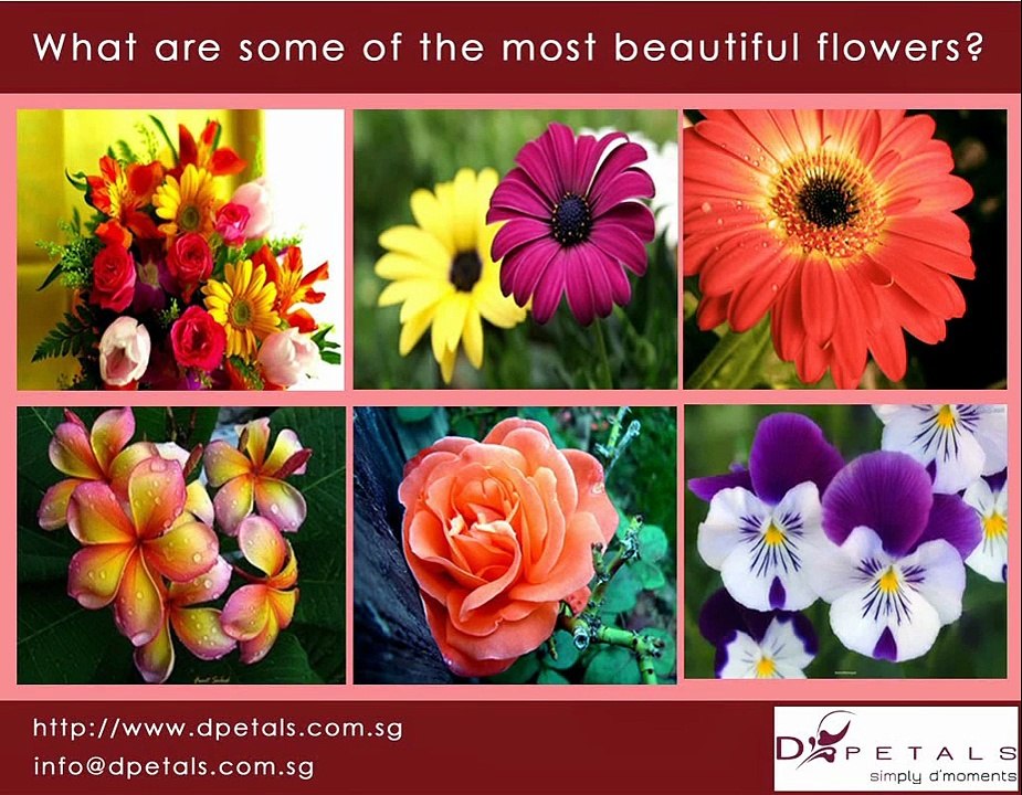 Exploring Nature's Most Beautiful Flowers