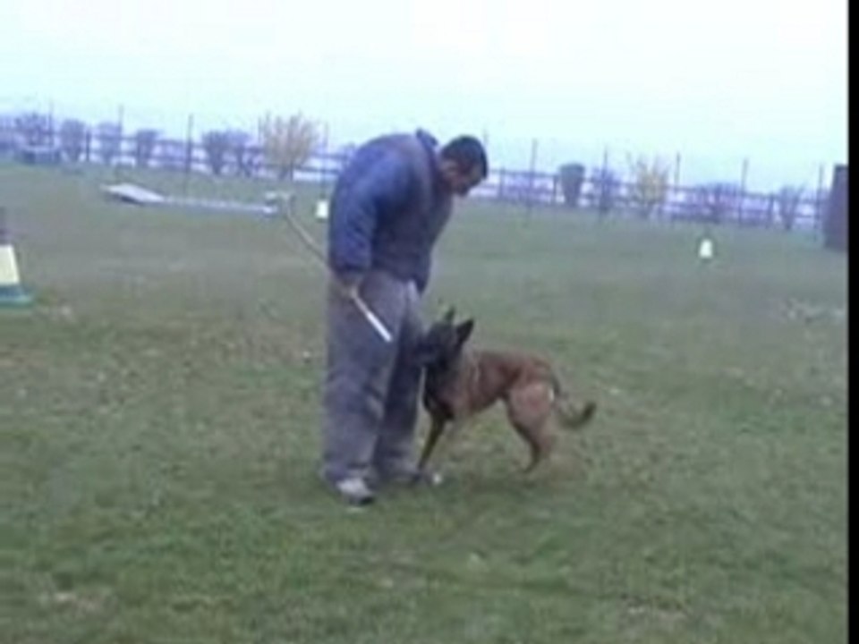 Elton: Rôle d'un chien au lycée 🐶