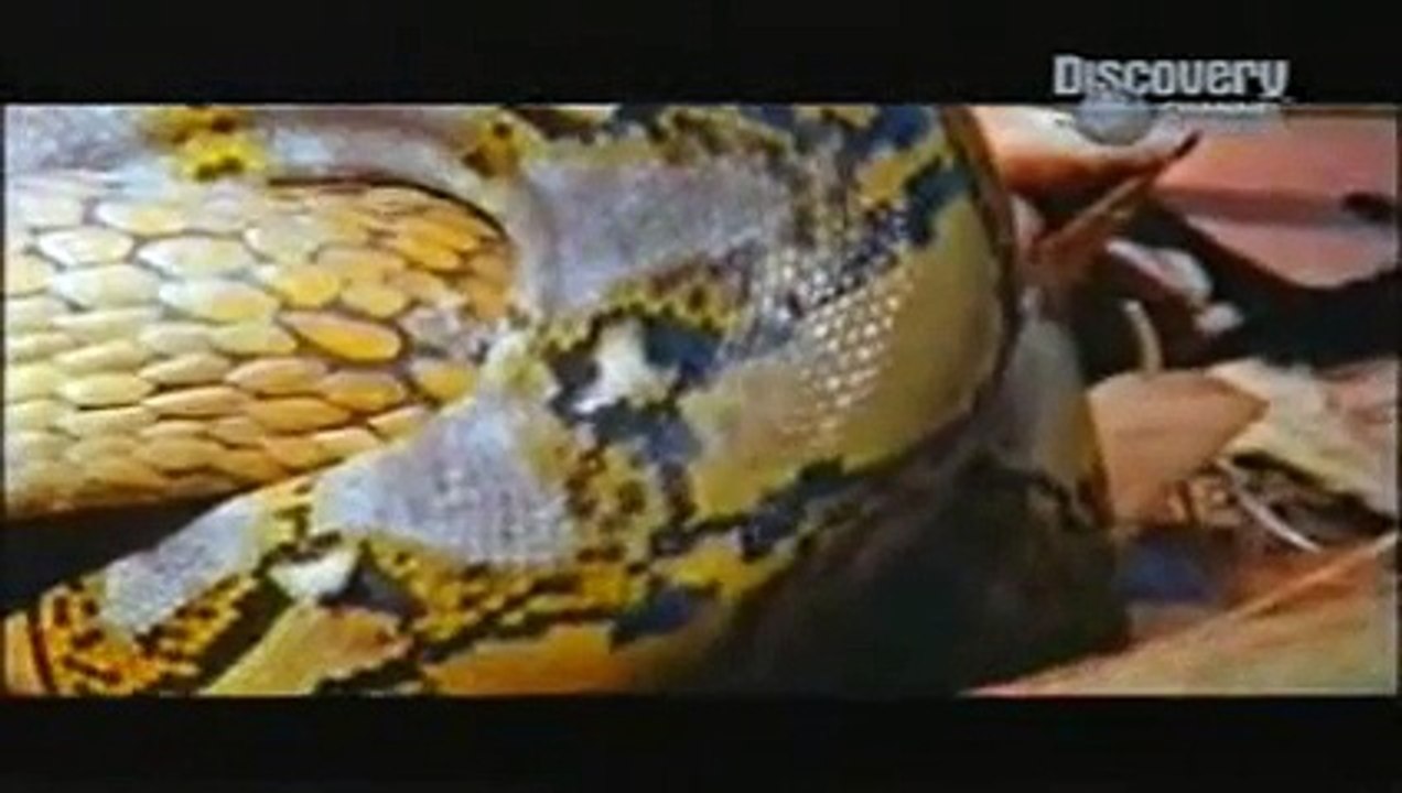 COBRA vs PYTHON !! who is the real king-