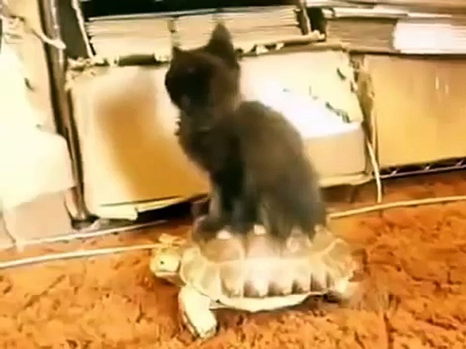 Черепаха покатай меня!