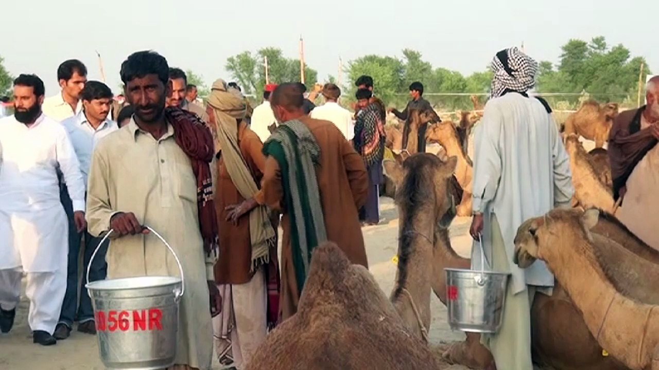 Pakistan: compétition de traite de dromadaires