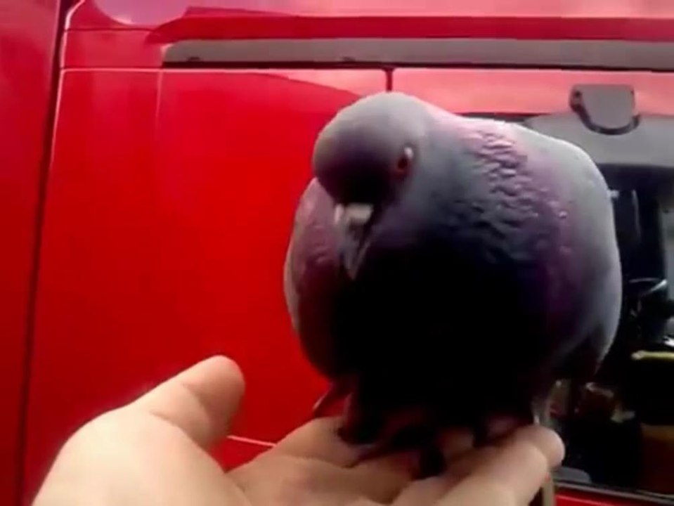 Ручная погрузка голубя