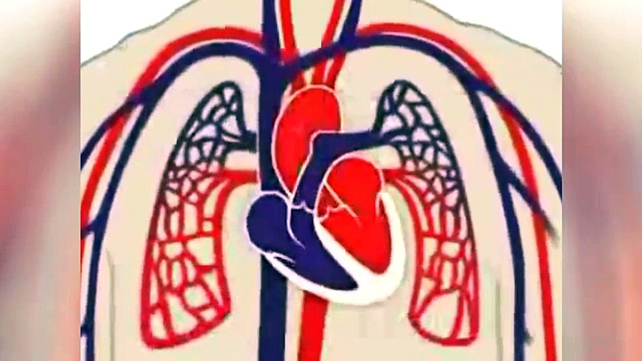 Human Heart - How does Heart Works