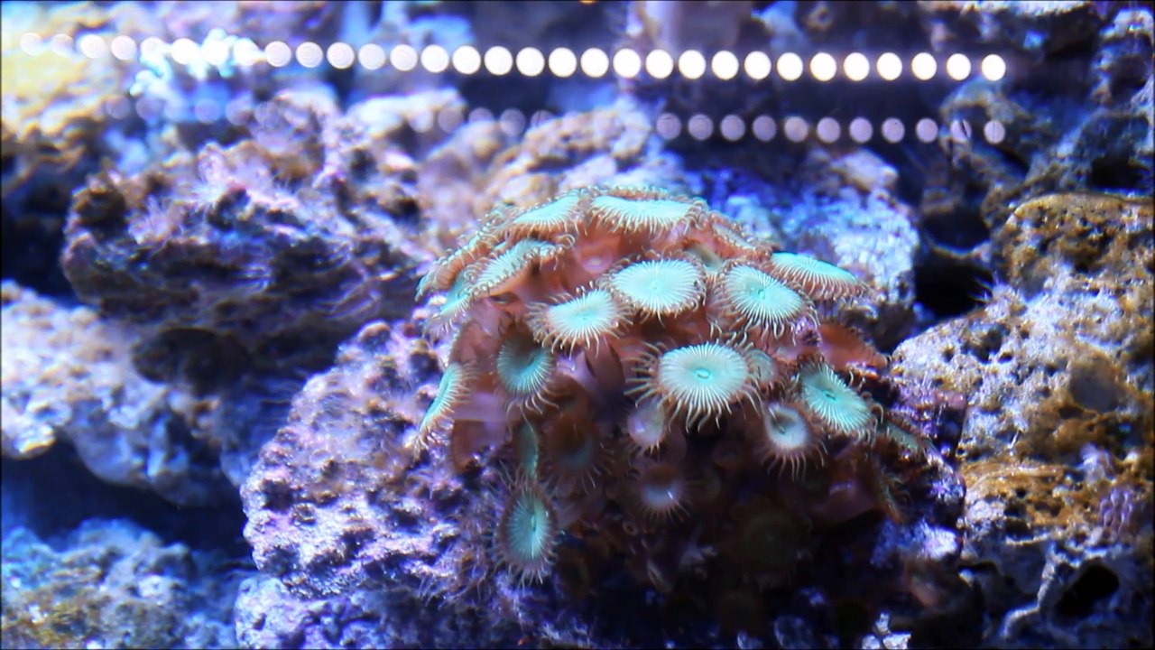 İstanbul Akvaryum ~