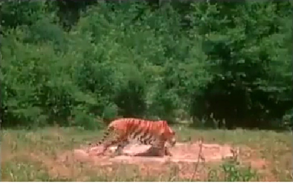 how to hunt a tiger here is a trick which is used for tiger hunting