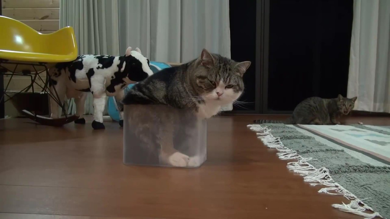 Главное стремление