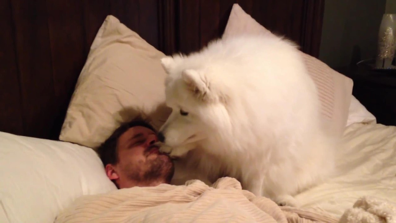 Хозяин просыпайся