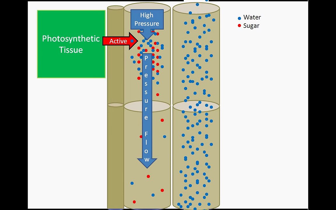 Sugar Transport: Pressure Flow Hypothesis