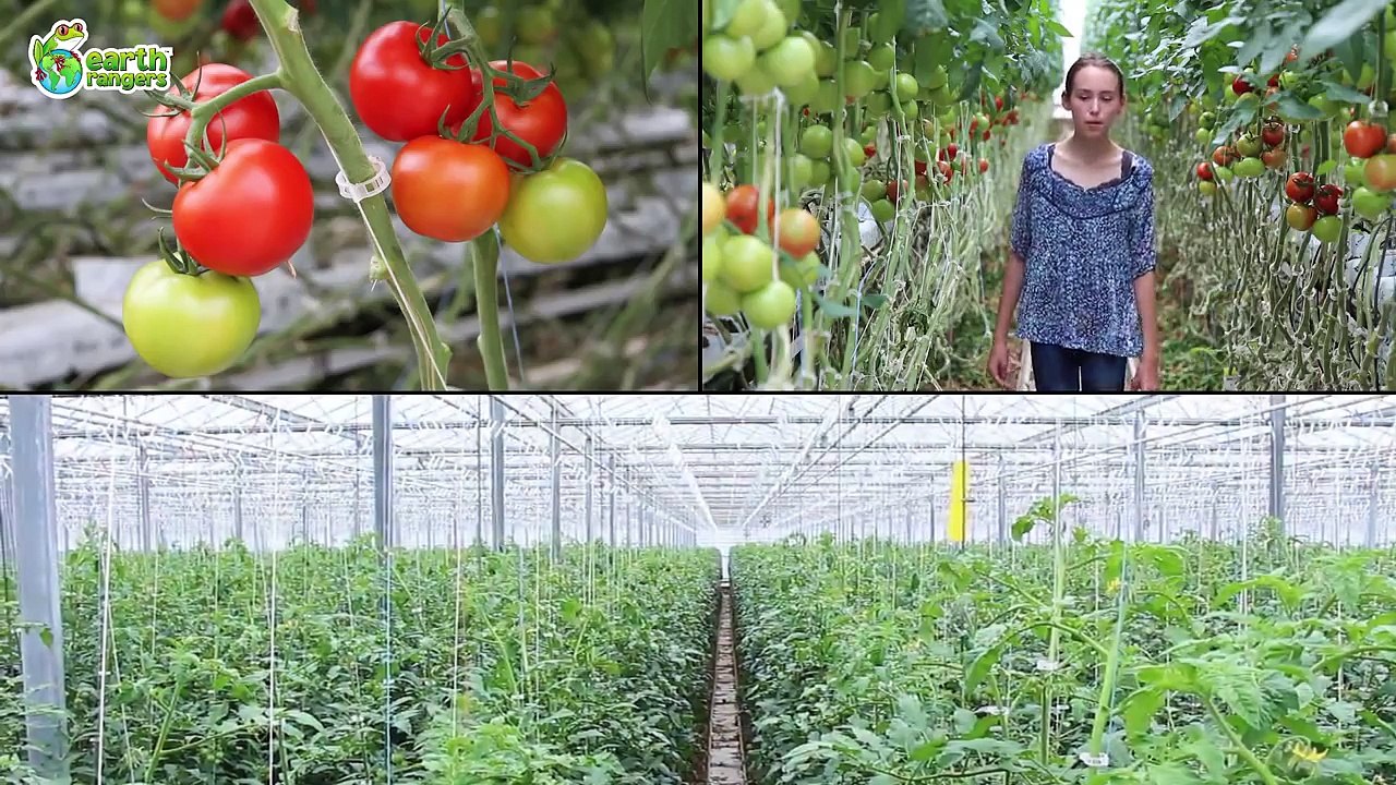 Why do we Need Bees?