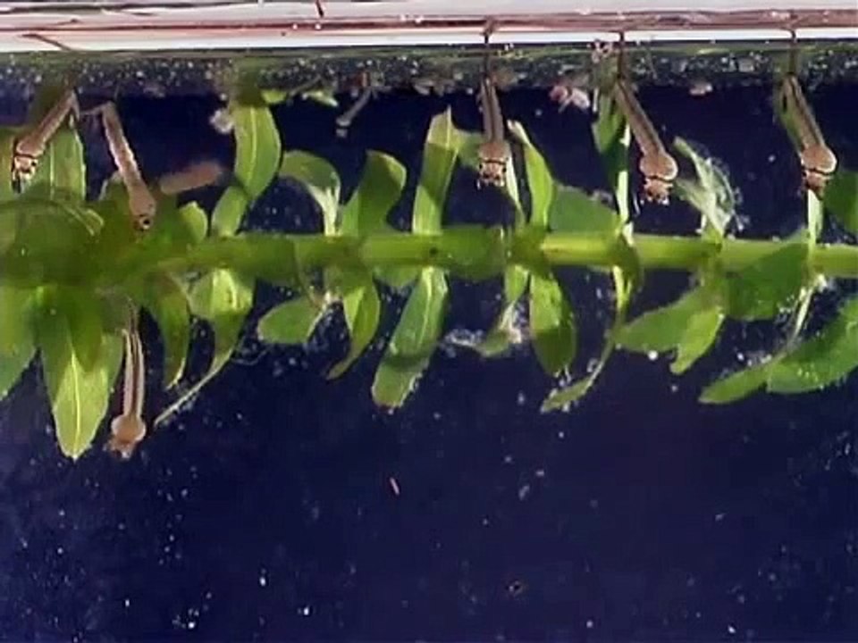 Mosquito life cycle