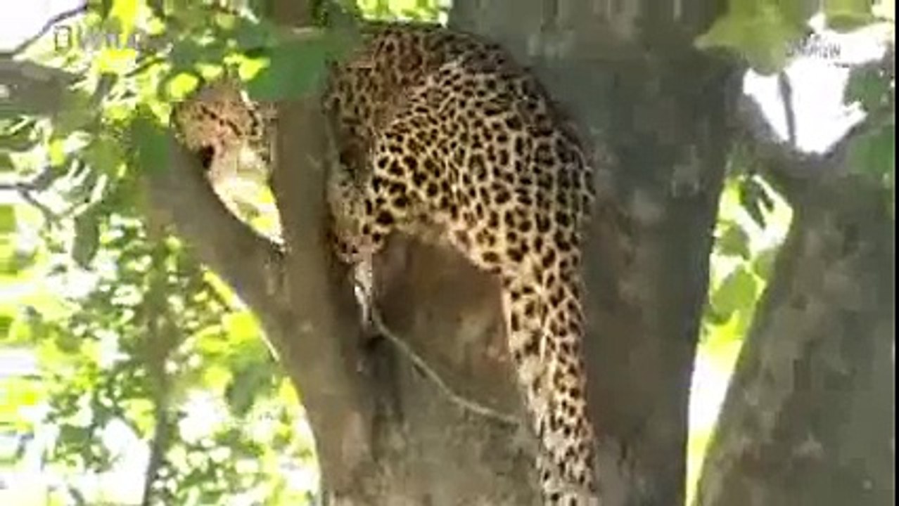 Discovery Channel Animals | Discovery Channel Documentary | Bear Documentary #2015 HD