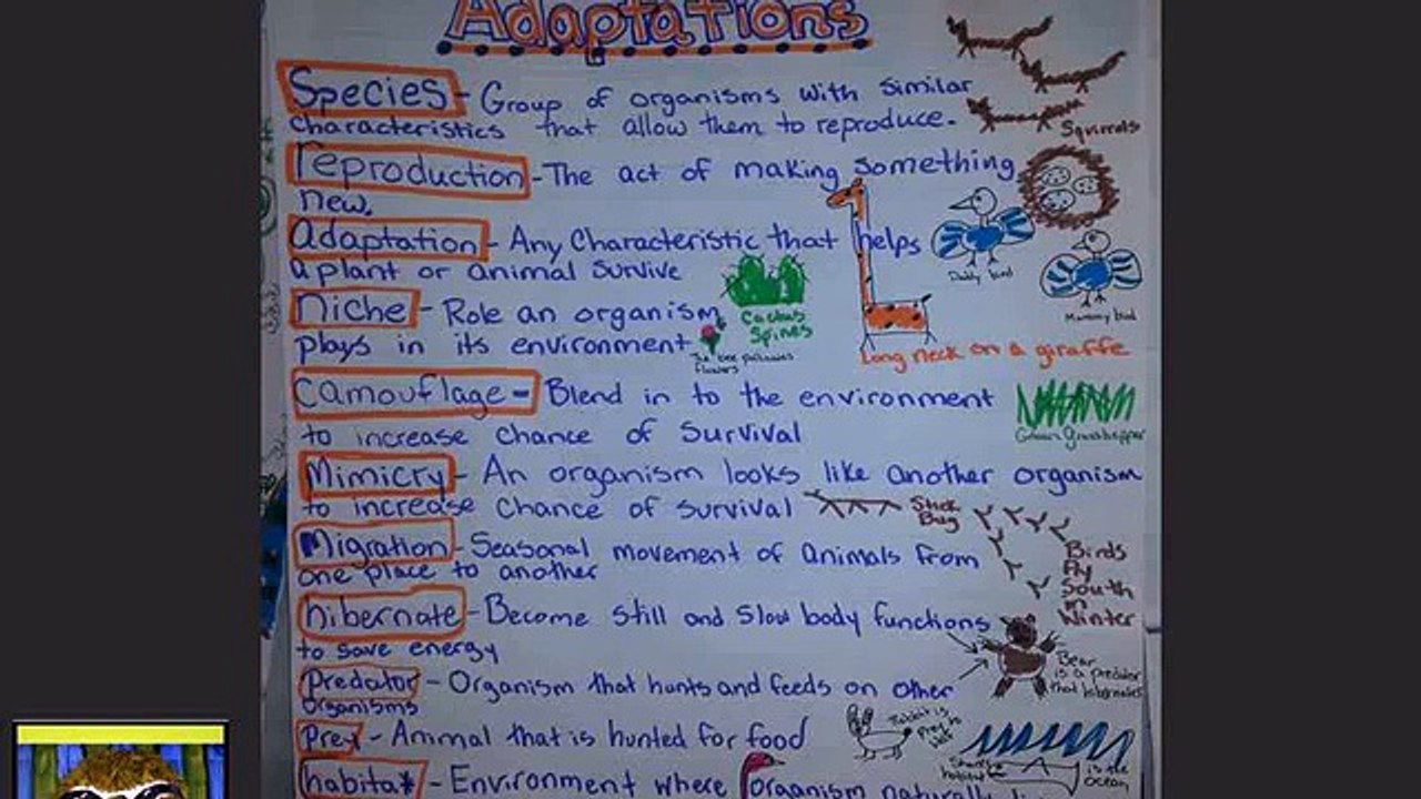 animal adaptations worksheets 5th grade