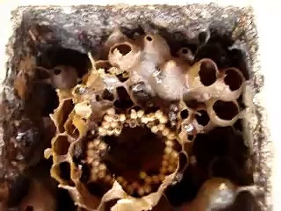 DIVISÃO ABELHA MANDURI RAJADA