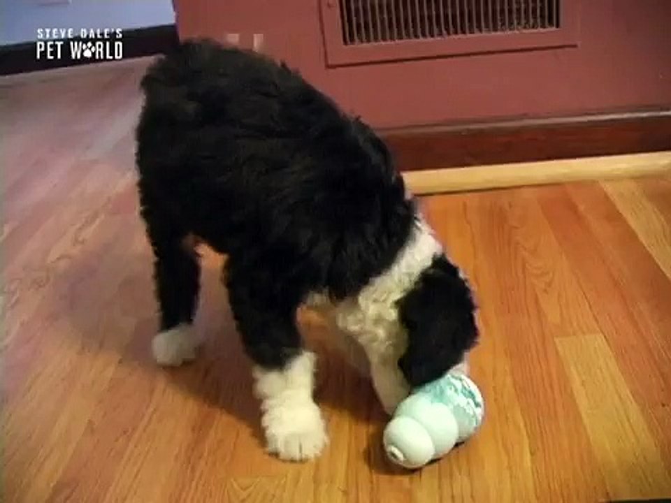 Steve Dale: Andrea Arden's Puppy Rules