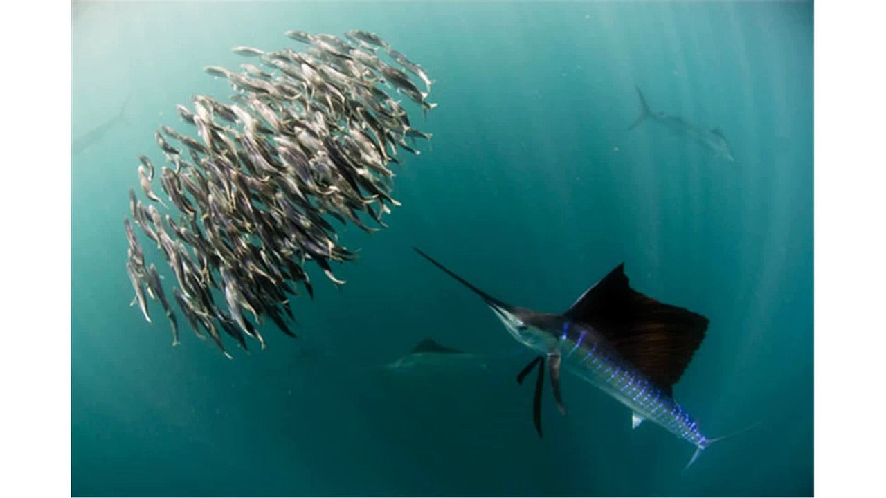 discovery channel - discovery channel frekans