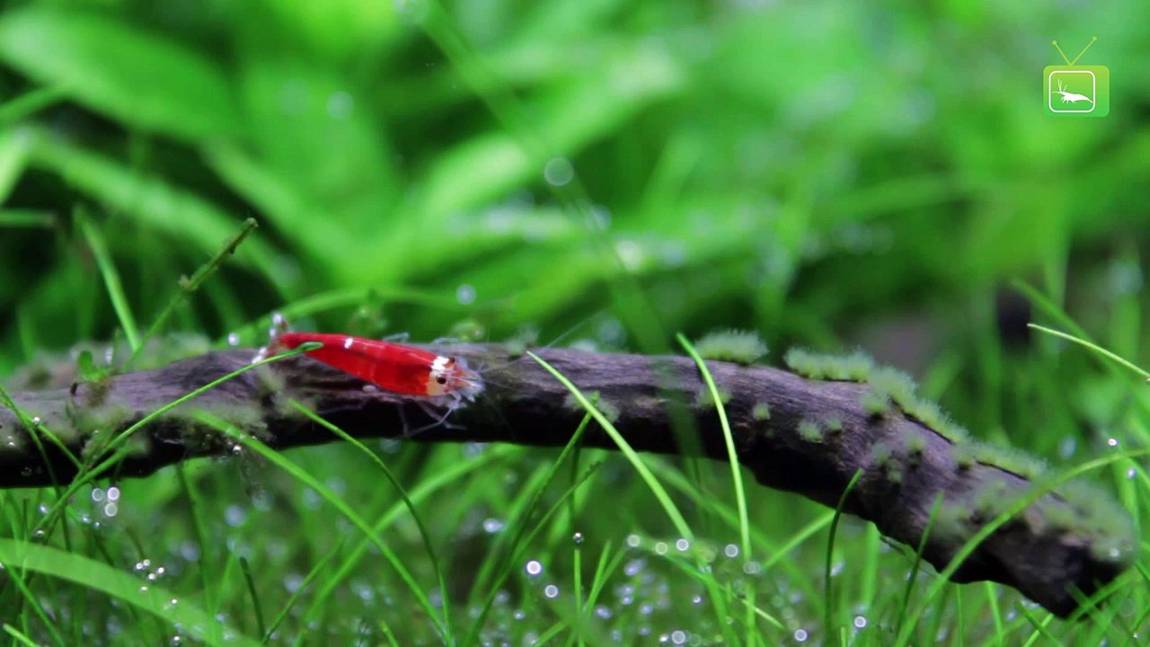 DIE CO2 ANLAGE EINFACH ERKLÄRT