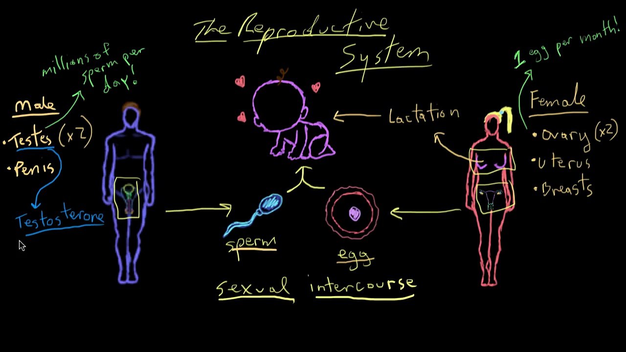 Khan Academy - Welcome to Reproductive System!