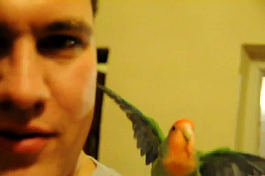 Fisi a híú papagáj