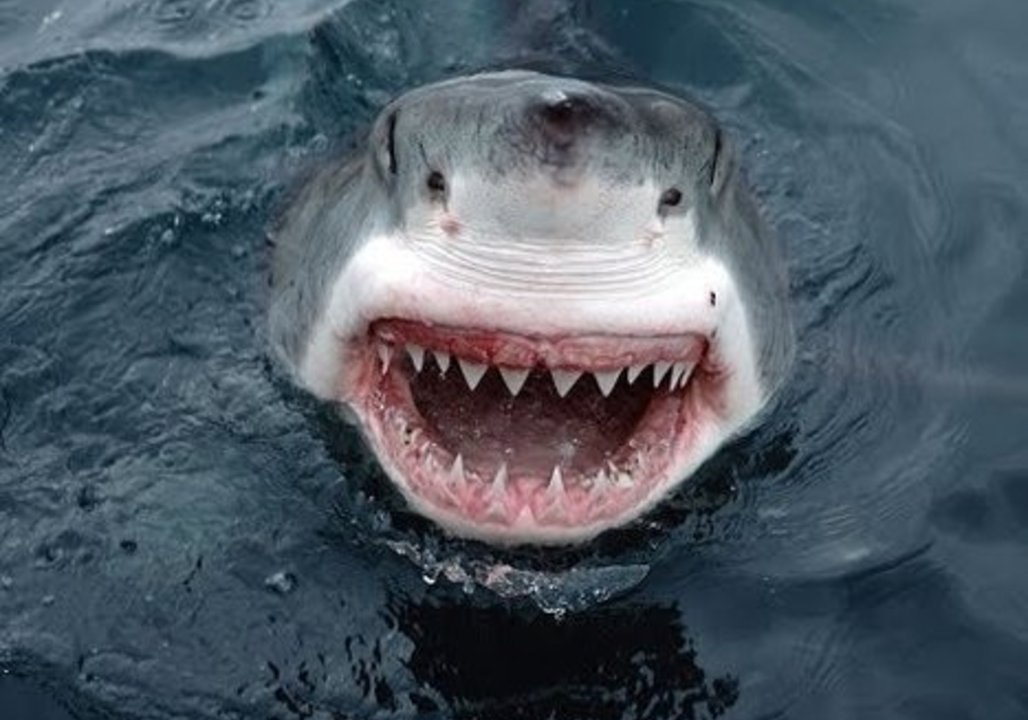 Great White Shark Encounters During Fishing Trip