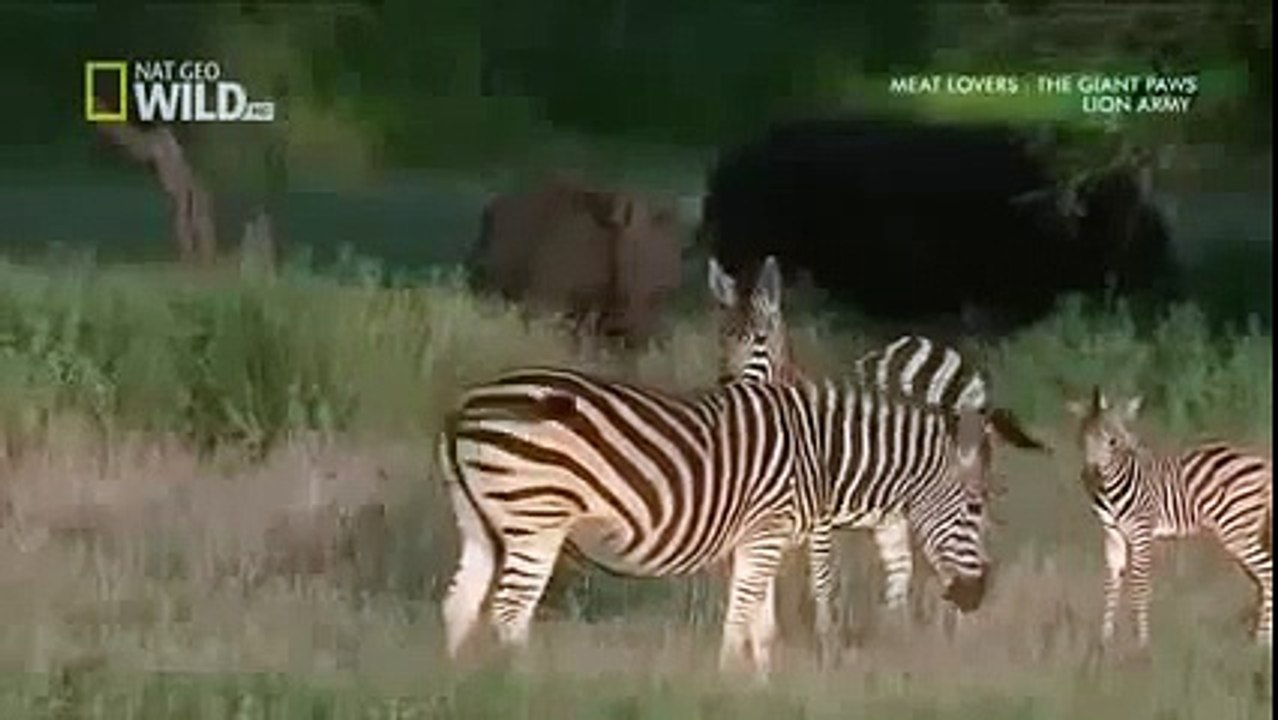 The Lion Army Wildlife Documentary [Full Documentary]