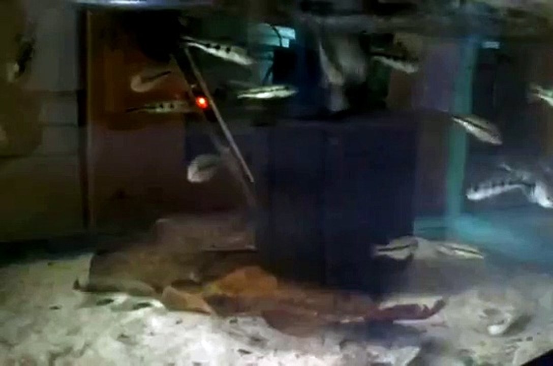 Two types of peacock bass