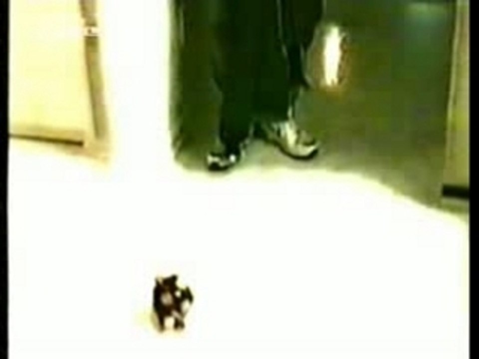 Dog Attack Incident 🚨