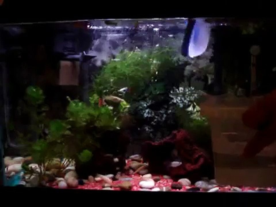 Guppy Feeding