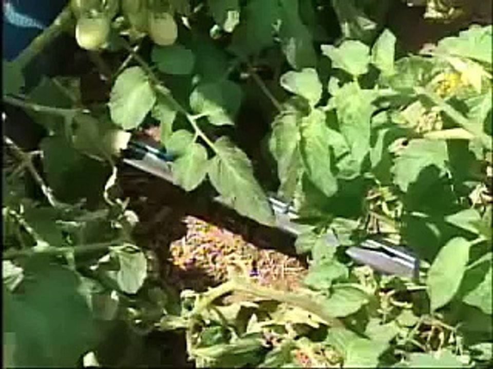 New Directions McGill University Irrigation Tour 2009