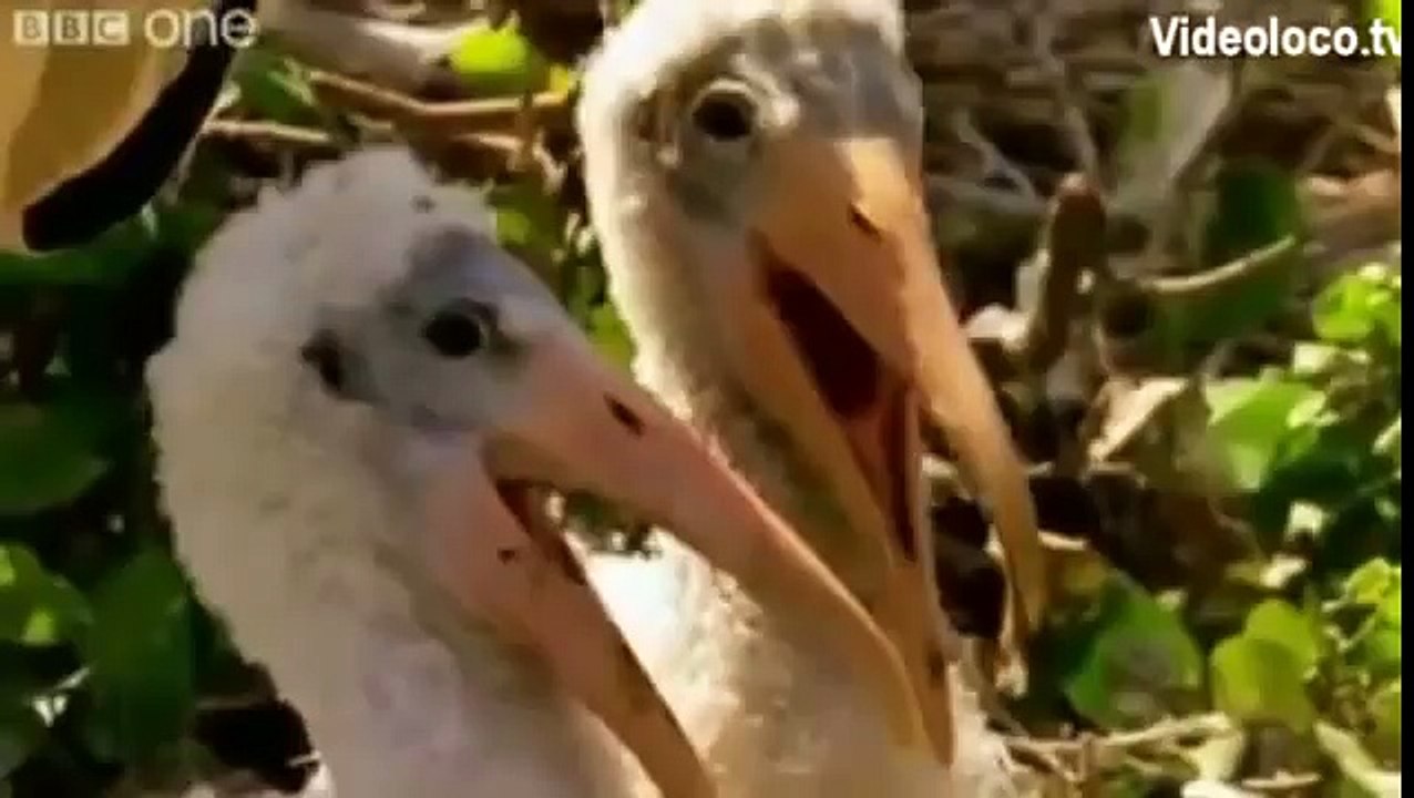 Alan! Alan! Alan! (español)