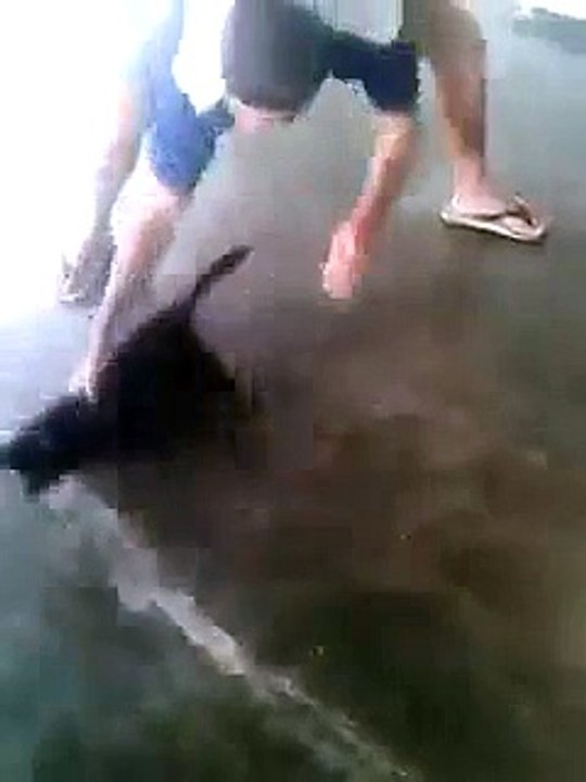 Cat Round & Round & Round