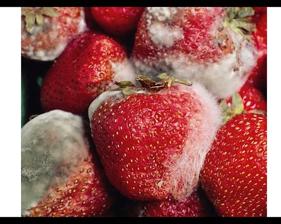 Types of Microorganisms