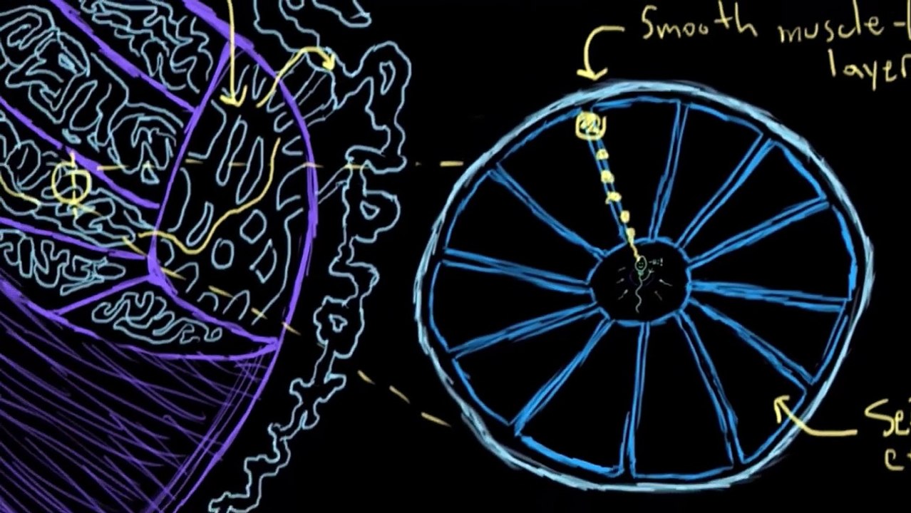 Understanding Spermatogenesis: The Process of Sperm Cell Development 🧬