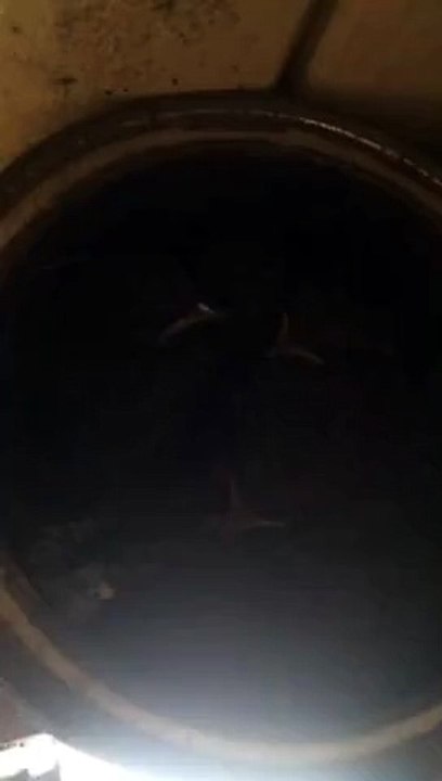 Совсем птицы уже...