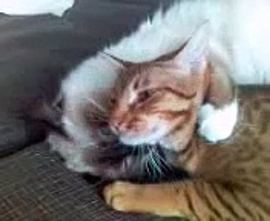 Hugging & Kissing & Wrestling