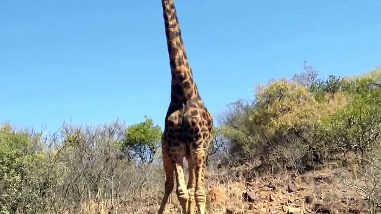 Only in Africa: Giraffe attacks cyclist...