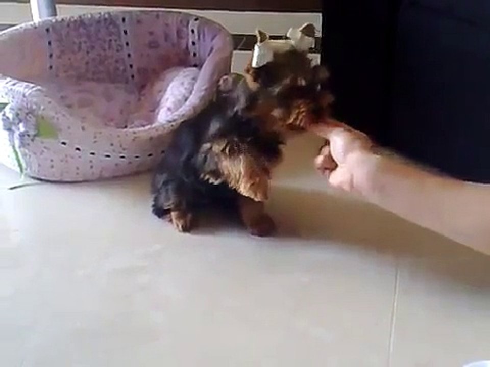 Adestramento Yorkshire (Filó)