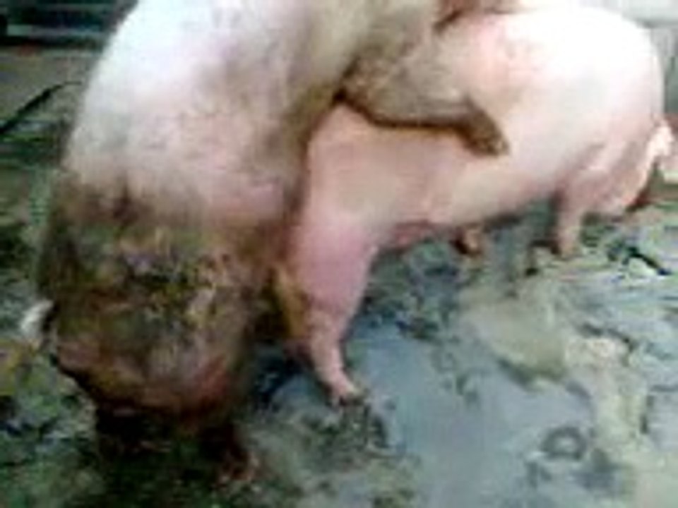 l'accoppiamento dei maiali....  vocalist LeoTatanka