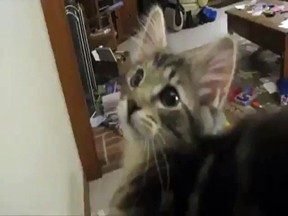 小貓貓，你為甚麼要扮羊咩咩叫呀