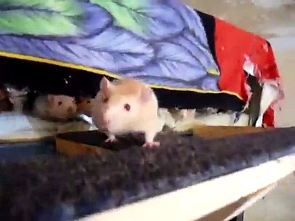 Lots of Female pet rats