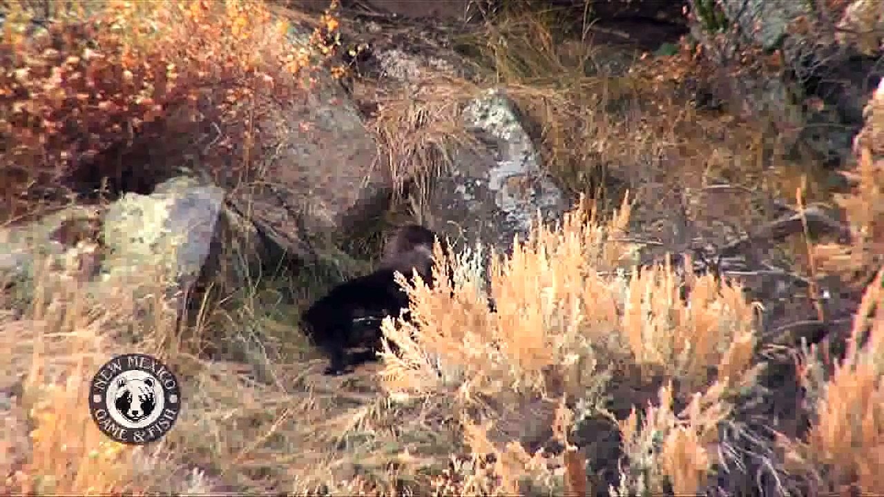 The Importance of Cover