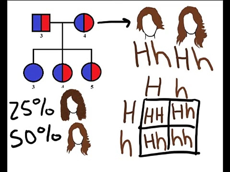 GENETICS AND PEDIGREES AND STUFF